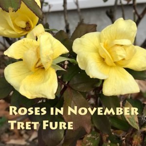 Roses in November (2018) [Physical CD]